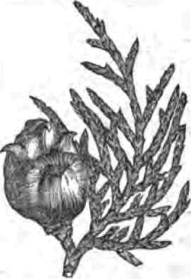 Biota Orientalis Biota Pyramidalis And Taxus Adpre 110078