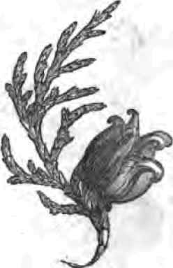 Biota Orientalis Biota Pyramidalis And Taxus Adpre 110079