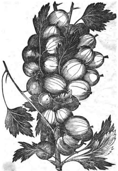 Houghton's Seedling Gooseberry.