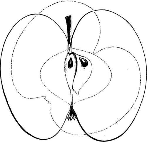 Outlines of Moore's Extra.