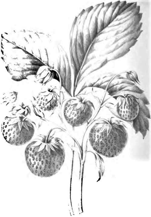 THE BARTLETT STRAWBERRY.