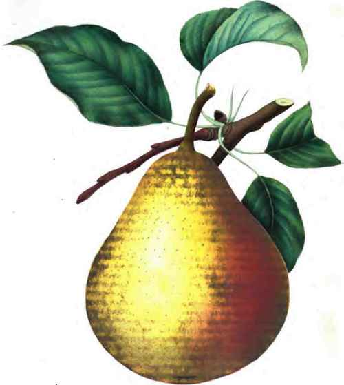 THE BERGEN PEAR.
