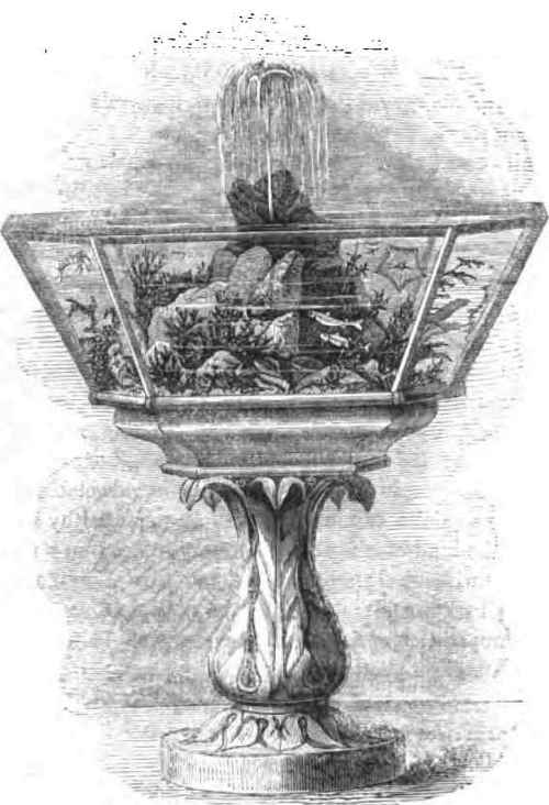 THE FOUNTAIN AQUARIUM.