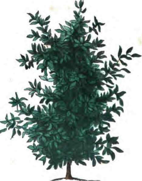 12 3/4 feet high, 3 1/2 inches In diameter.