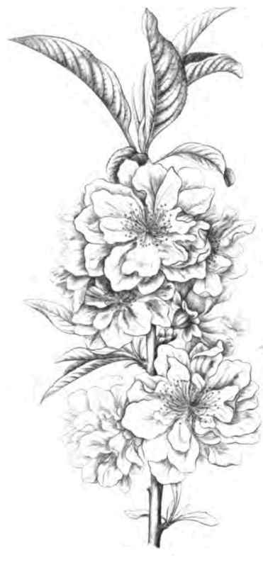 Double White flowering Almond.