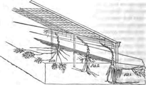 Interior Views No 3 Exotic Graperies 170036