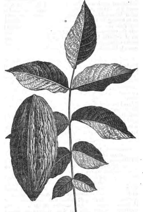 JUGLANs REGIA BARTHERIANA.