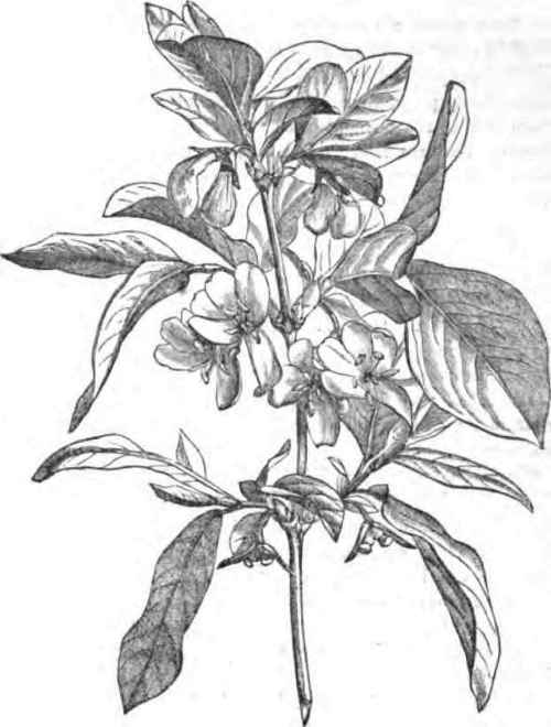 LONICERA FRAGRANTlBSniA.