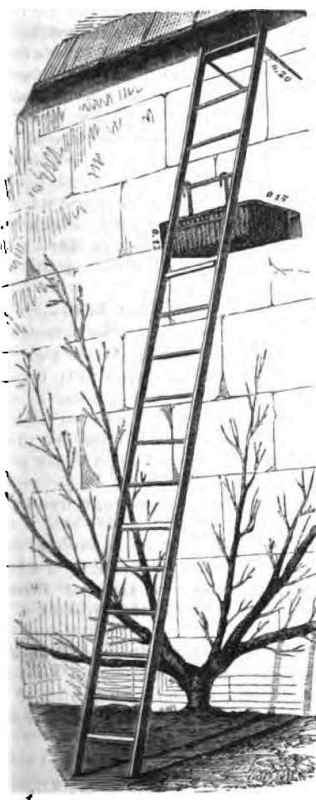 Ladder And Basket 15006