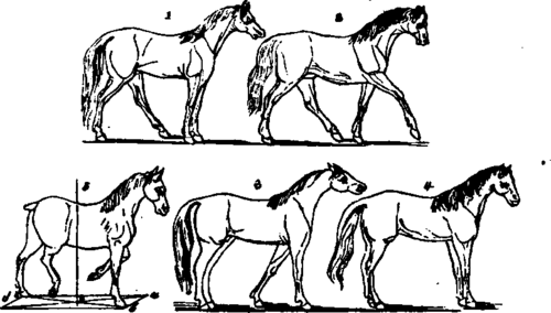 Locomotion of Horses.