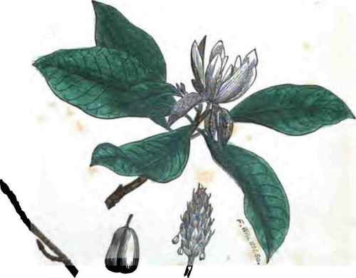 MAGNOLIA TRIPETALA. Tho three petaled flowered deciduous Magnolia.