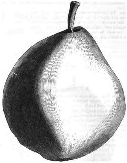 A BARTLETT PEAR GROWN SOUTH.