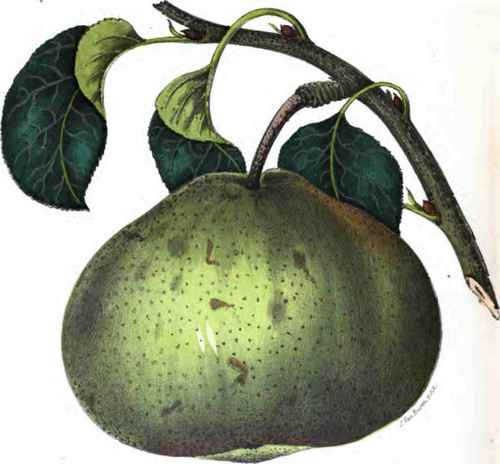 MORGAN PEAR.