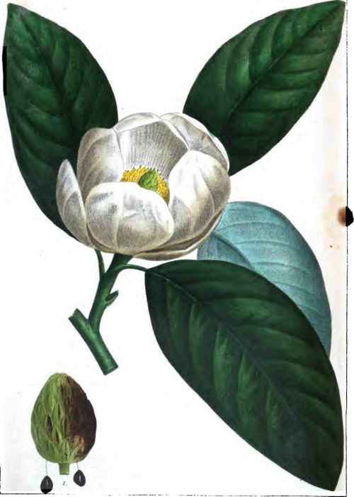 Magnolia qlauca