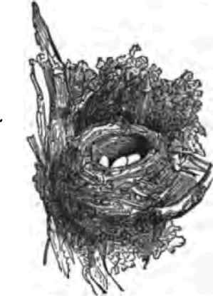 My Life In The Country Or Chronicles Of Oakland Ho 50051