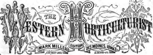 Antirrhinum Silver Belt 28008