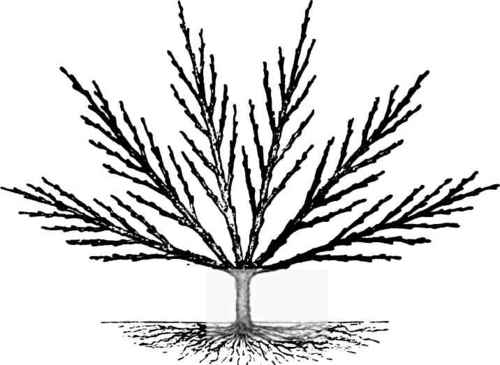 No. 5   The appearance of the threat the expiration of the second year.