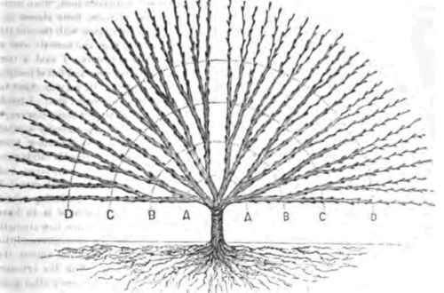 No. 7   The perfect tree at the end of the third year, capable of producing a fruit crop the following season.