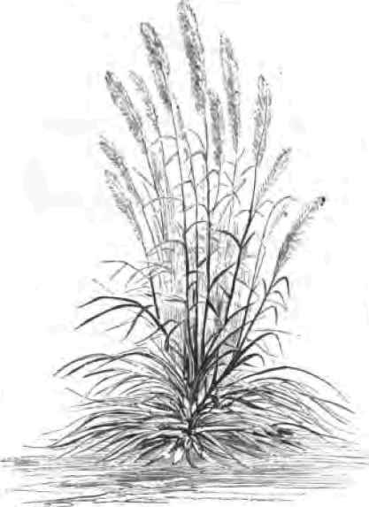 Pampas Grass.