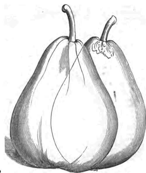 Parsonage Pear.