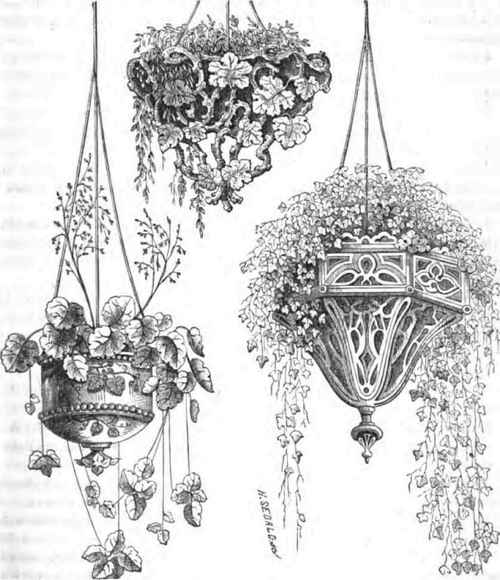 Plants For Hanging Vases 50082