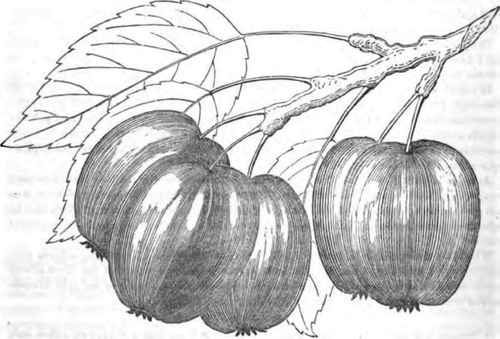 A Remedy For The Scaly Aphis 400104