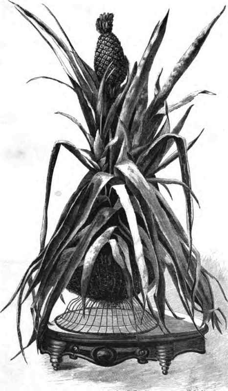 ANTWERP PINE APPLE, grown in a Moss Basket.