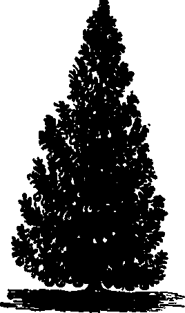 Cappe's Pyramidal Pear Tree.