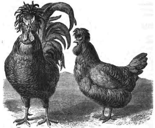 Crevecaur Fowls.