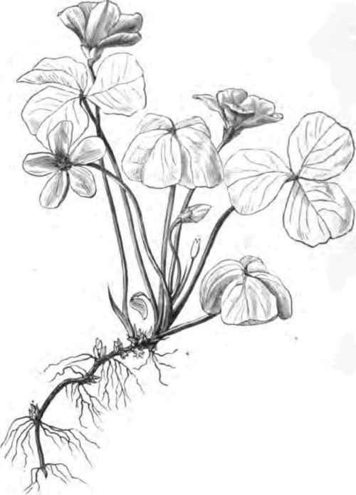 Oxalis Acetosella.