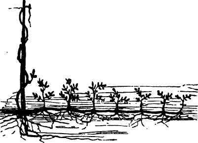 Propagating Plants By Layers 2200125