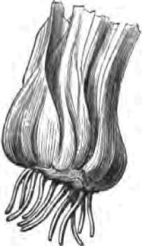 Propagating Plants By Suckers And Division of The  2200164