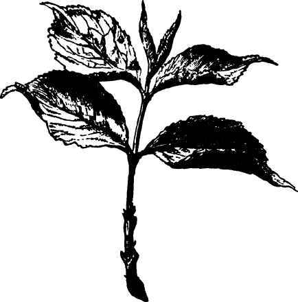Propagation Of Plants By Cuttings Of The Green Woo 2200107