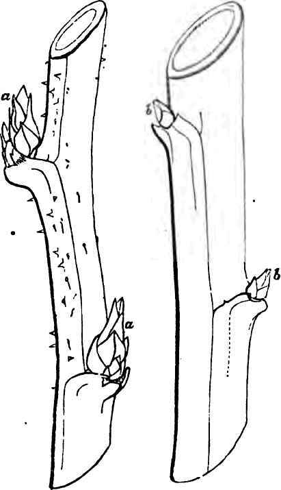 Pruning The Raspberry 110059