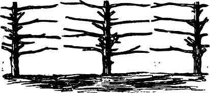 Red Cedar And Mildew 220058