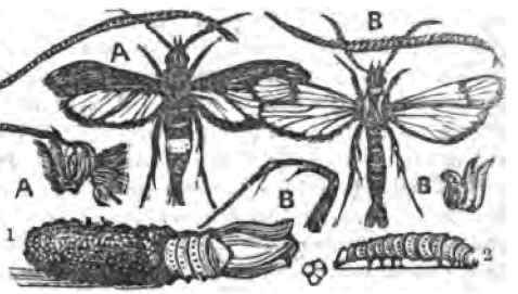 AEgeria exitiosa.   Say.