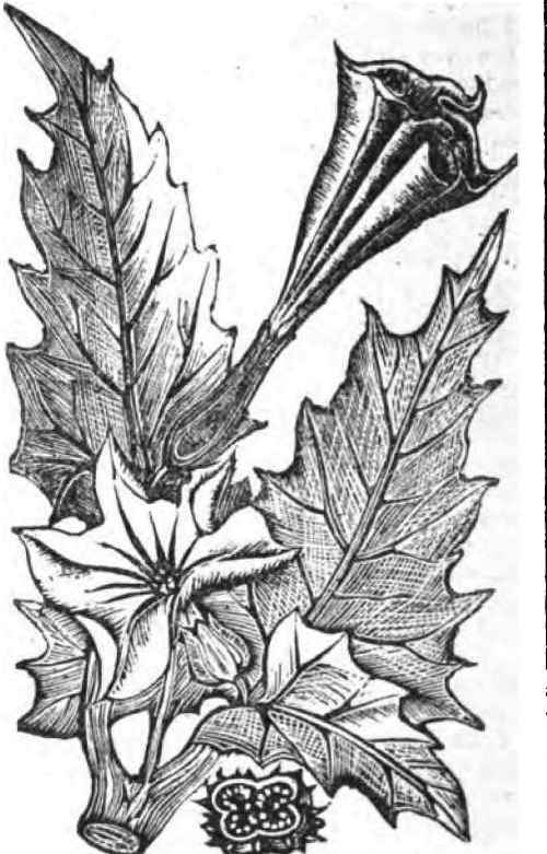 About The Thorn Apple 140080