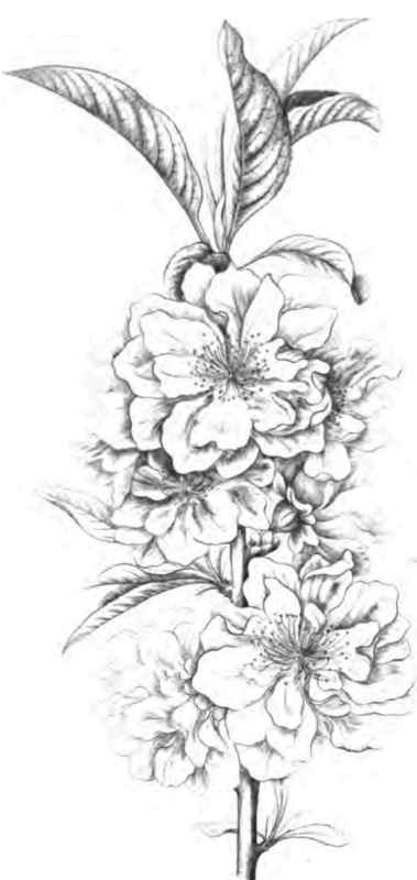 Double While flowering Almond.