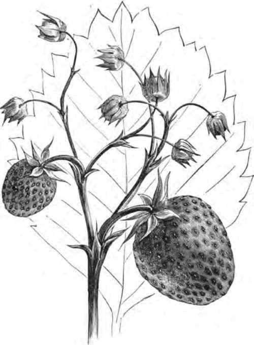 Durand's Seedling.