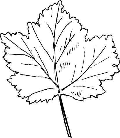 Leaf of Bed Dutch Currant.