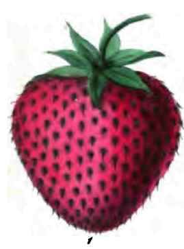 Strawberries 40058
