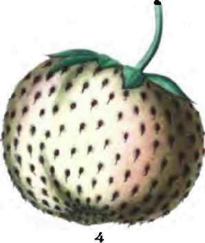 Strawberries 40061