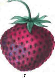 Strawberries 40064