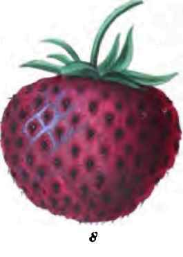Strawberries 40065