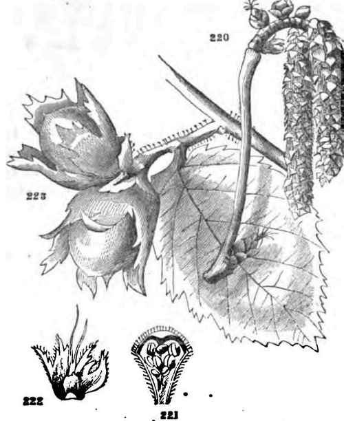 Filbert or Hazel nut (Corylus Avellana).