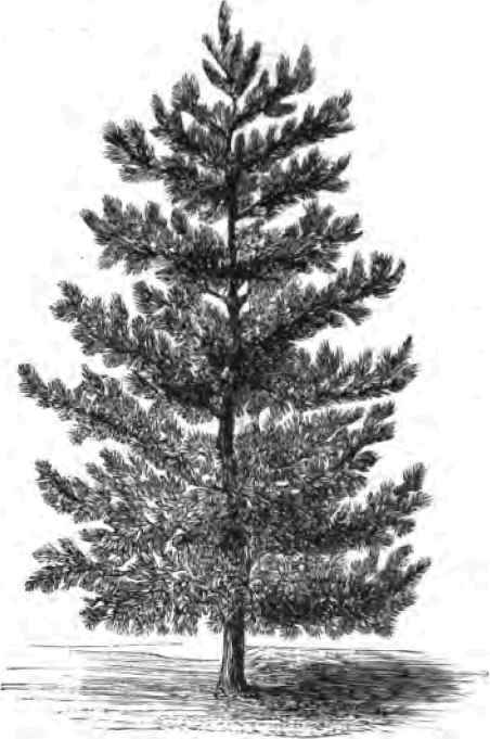 The White Pine.