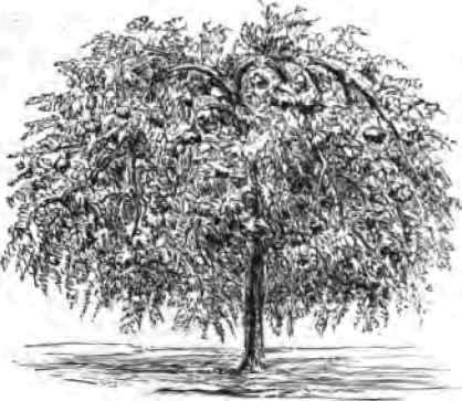 Weeping Mountain Ash.