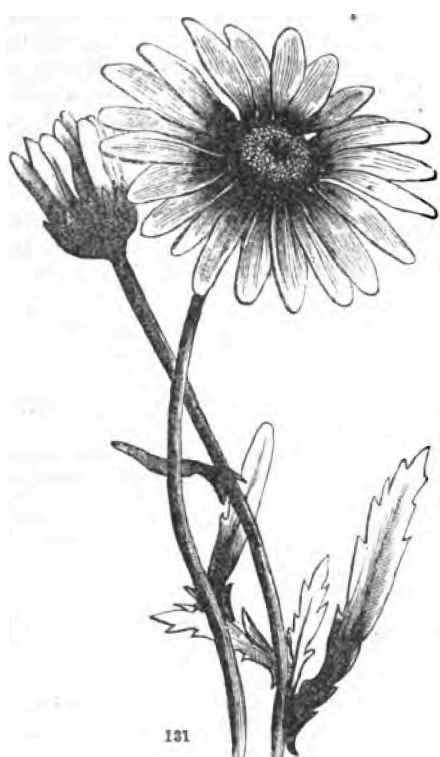 White weed or Ox eye Daisy (Leucanlhemum vulgare).