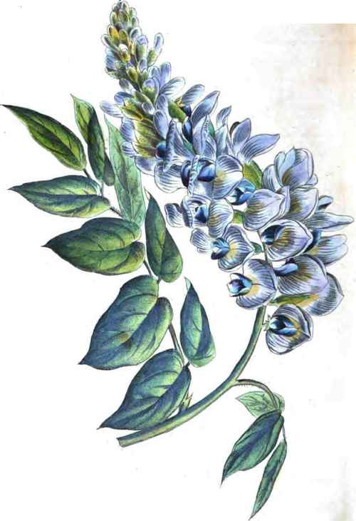 Wisteria Frutescens Magnifica. HORT 58.