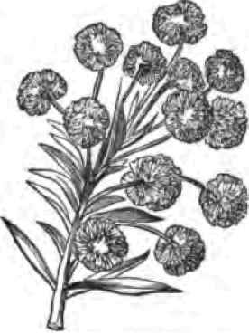 ACACIA DIFFUSA.